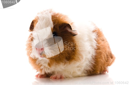 Image of baby guinea pig. texel