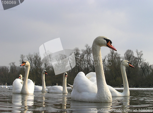 Image of Swans on a lake