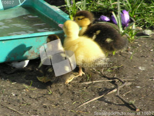 Image of i cant reach! - ducklings