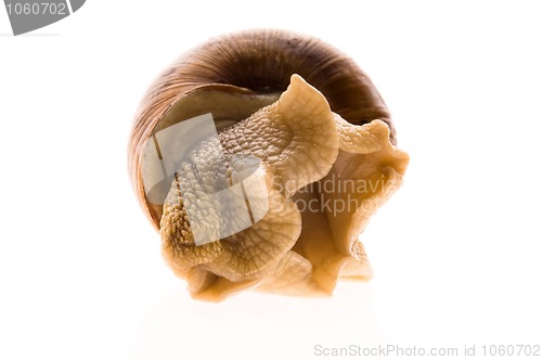 Image of Snail