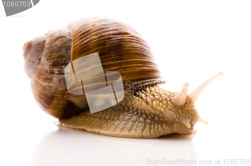 Image of Snail