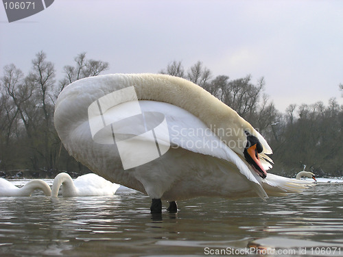 Image of Siesta of a swan