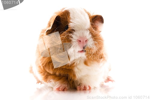 Image of baby guinea pig. texel