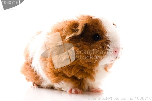 Image of baby guinea pig. texel