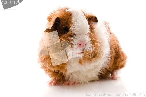 Image of baby guinea pig. texel