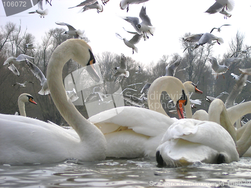 Image of Swans and seagulls