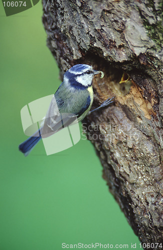 Image of Bluetit