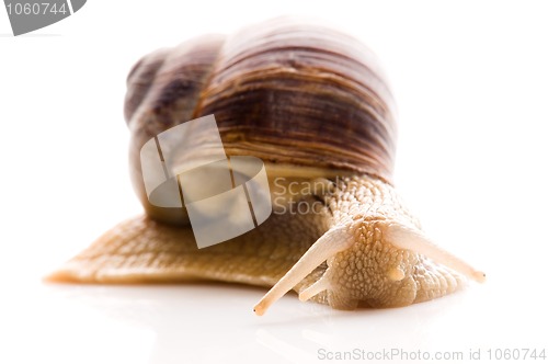 Image of Snail