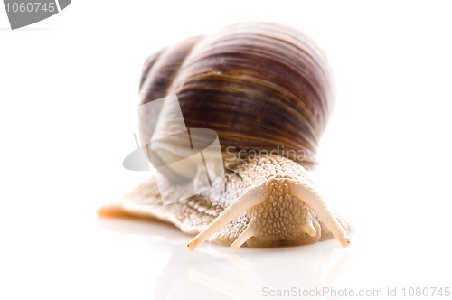 Image of Snail