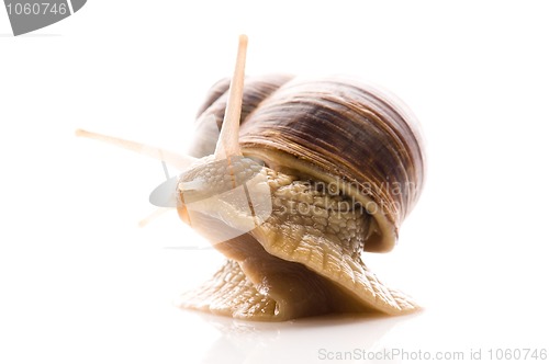 Image of Snail