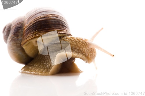 Image of Snail