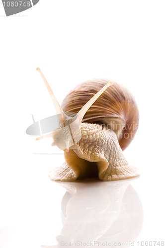 Image of Snail