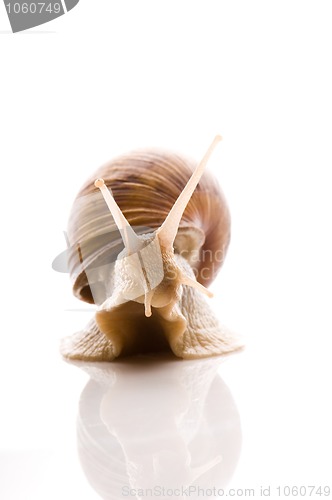 Image of Snail