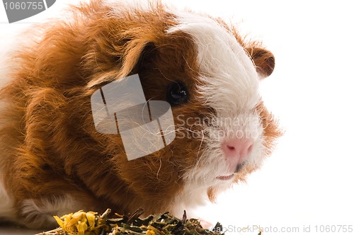 Image of baby guinea pig. texel