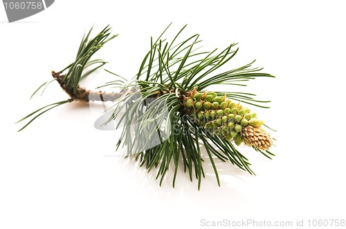 Image of pine branch isolated on the white background 