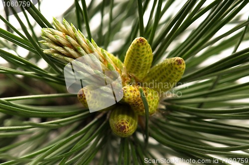 Image of pine branch isolated on the white background 