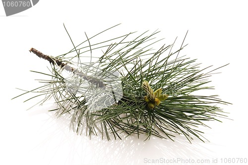 Image of pine branch isolated on the white background 