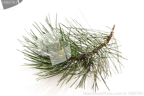 Image of pine branch isolated on the white background 