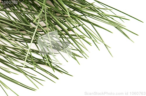 Image of pine branch isolated on the white background 