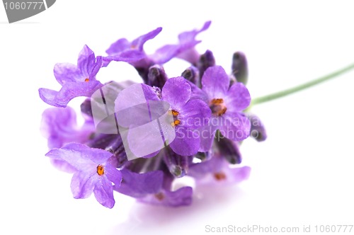 Image of lavender flower on the white background