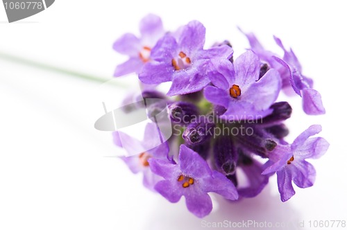 Image of lavender flower on the white background