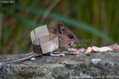 Image of Mouse