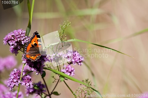Image of tortoiseshell
