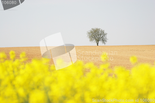 Image of Lonesome tree in the background