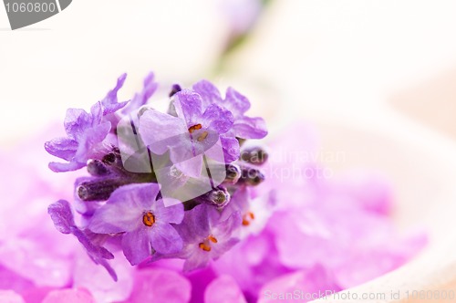 Image of lavender flower and bath salt. spa and wellness