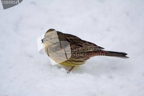 Image of Yellowhammer in snow