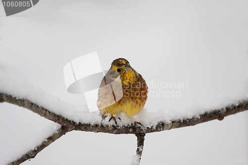 Image of Yellowhammer