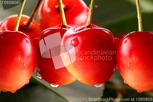 Image of cherry red macro