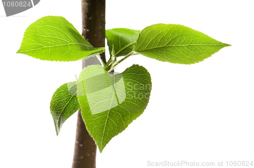 Image of Tree branch with leaves isolated on white