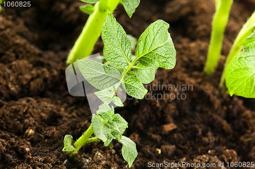 Image of growing potato. baby plant in soil 