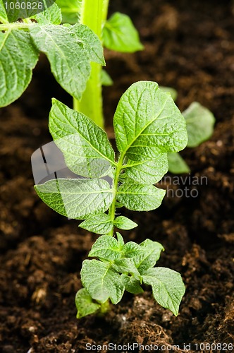 Image of growing potato. baby plant in soil 