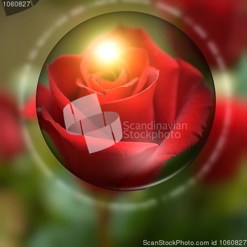 Image of red rose