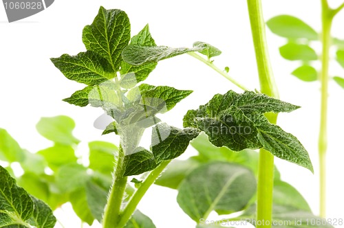 Image of growing potato