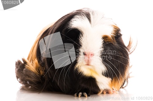 Image of guinea pig isolated on the white background. coronet