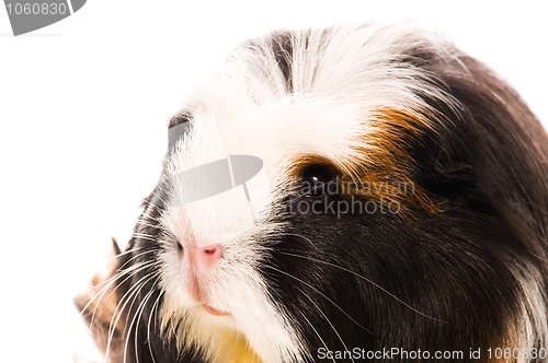 Image of guinea pig isolated on the white background. coronet