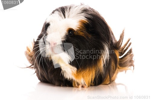 Image of guinea pig isolated on the white background. coronet