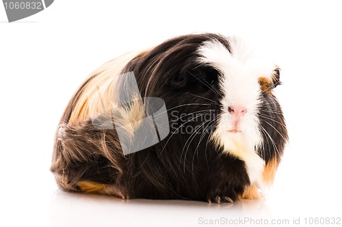 Image of guinea pig isolated on the white background. coronet