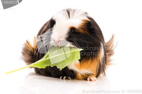Image of guinea pig isolated on the white background. coronet