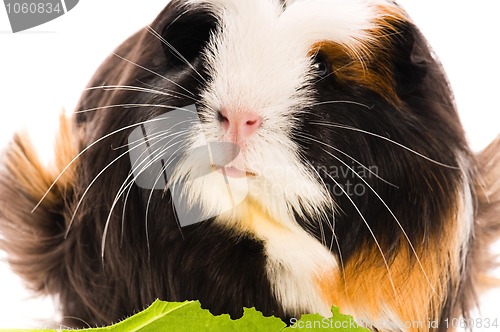 Image of guinea pig isolated on the white background. coronet