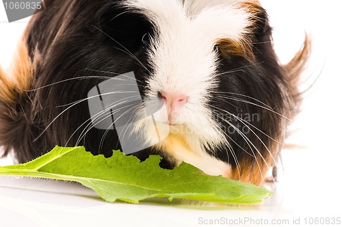 Image of guinea pig isolated on the white background. coronet