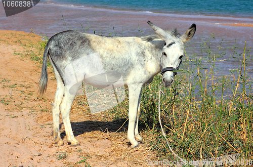 Image of grazing donkey