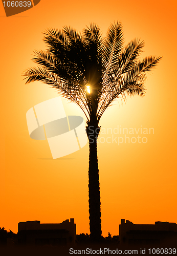 Image of silhouette of palm tree against sun