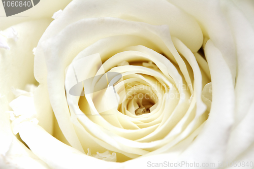 Image of white rose petals close-up 