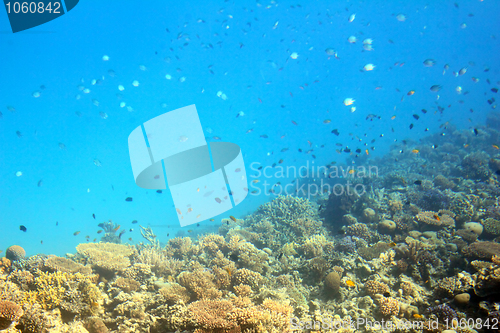 Image of fish among corals in Red Sea