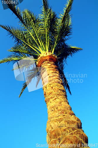 Image of palm tree under blue sky