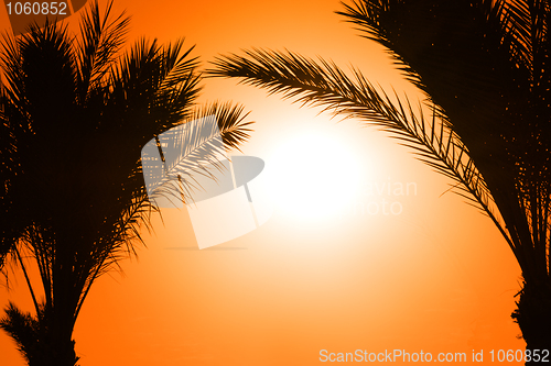 Image of silhouette of palm tree against sun